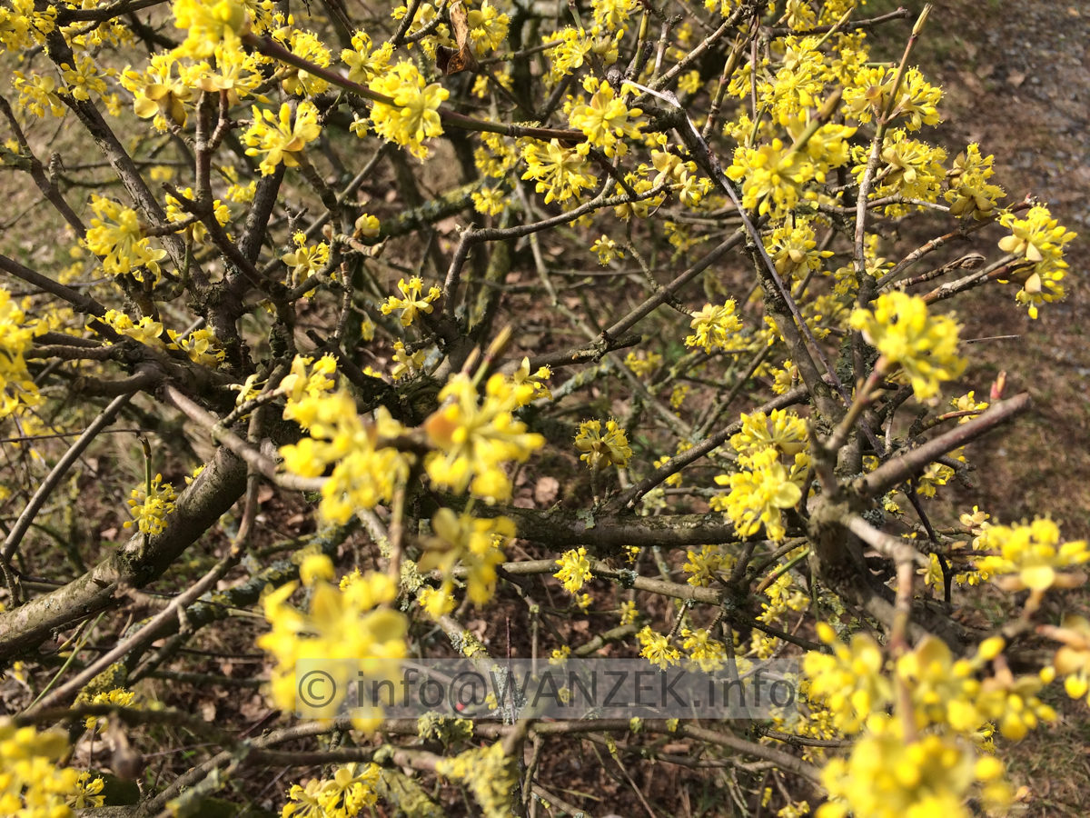 Cornus mas - Blueten 01.JPG
